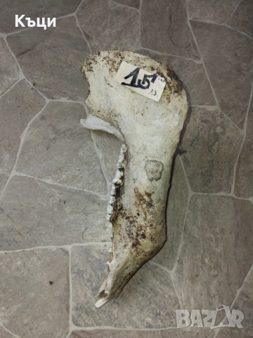 Челюсти от голяма свиня 45сантиметра. , снимка 3 - Декорация за дома - 52212317