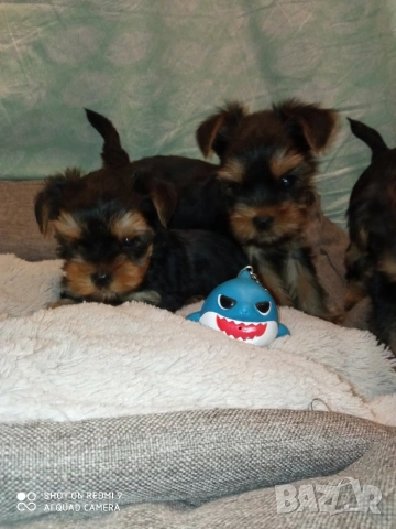 Йоркширски териер , снимка 2 - Йоркширски териер - 53397115