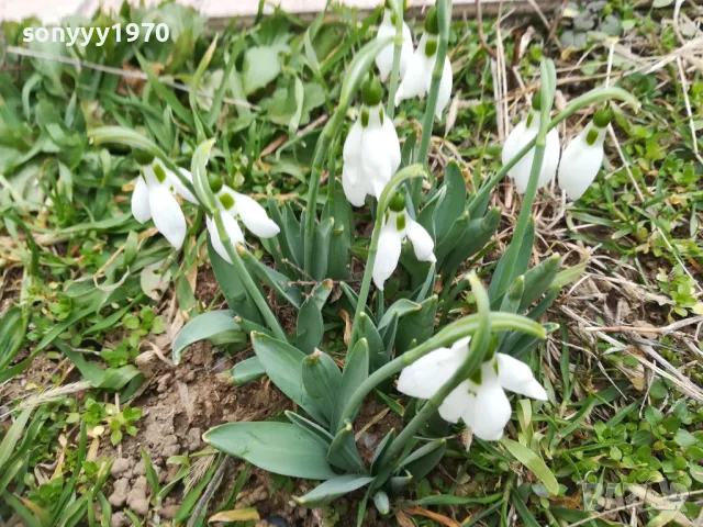 КОКИЧЕТА С ЛУКОВИЦИ ЗА ПРЕСАЖДАНЕ 0902251653, снимка 8 - Градински цветя и растения - 49040949