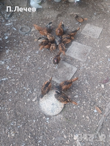 Зибрайт , снимка 7 - други­ - 51337633