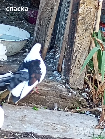 гълъби фенерлия декорация , снимка 12 - Гълъби - 52421214