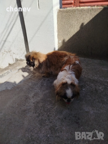 пекинез бебета малки, снимка 8 - Пекинез - 52072180