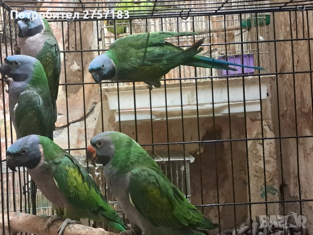 продавам китаиски александар 3 женски 2023, снимка 3 - Папагали - 52403752