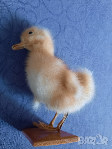 Сувенир патенце, снимка 6 - Декорация за дома - 44877757