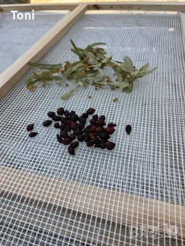 Рамки за сушене на билки,гъби,плодове,и др., снимка 9 - Други - 47399524