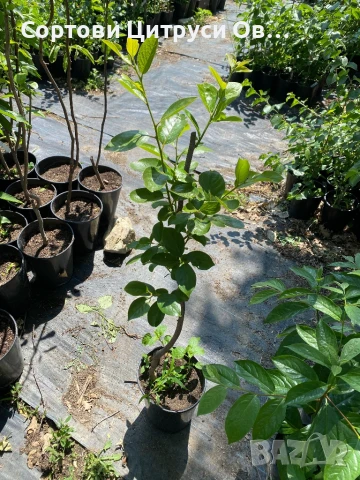 Безтанинова Райска Ябълка , снимка 2 - Градински цветя и растения - 42092624