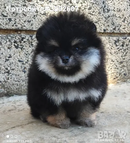 Померан женско, снимка 2 - Померан - 49913476