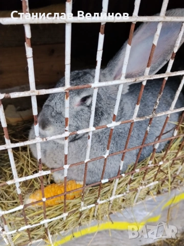Продавам зайци 