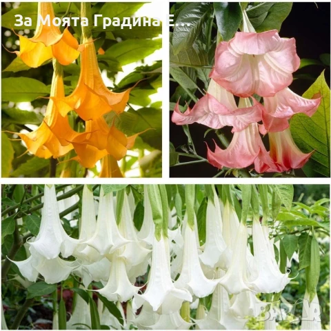 Бругманзия датура - Ангелски тромпет , снимка 13 - Градински цветя и растения - 50632610