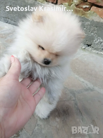 Мини пумеранчета, снимка 2 - Померан - 52513930