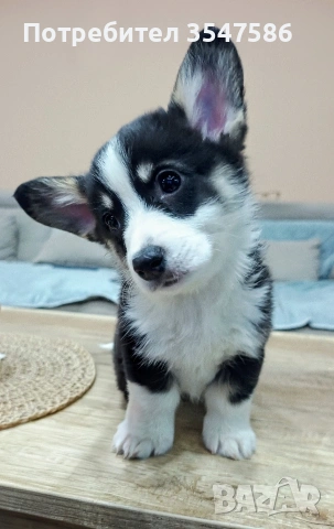 Трицветни кученца Уелско корги пембрук - мъжки, снимка 7 - Други - 53220591