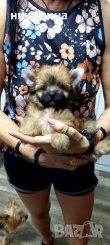 Продавам Йоркширски териер , снимка 4 - Йоркширски териер - 52893313