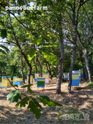 БИО Манов мед от Сакар планина, снимка 4 - Пчелни продукти - 37308804