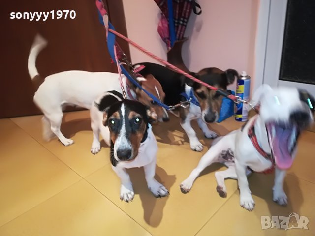 джак ръсел-женско куче на 5 месеца-кукла 0707220925, снимка 11 - Джак ръсел териер - 37313283