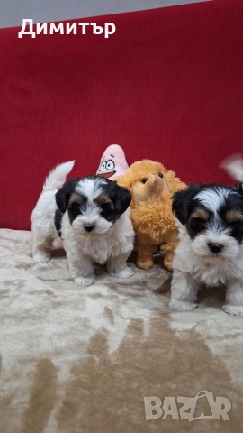 Бийвър йоркширски териер, снимка 2 - Йоркширски териер - 53458898