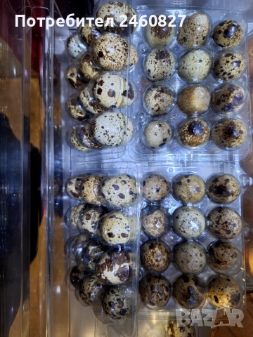 Домашни пъдпъдъчи яйца