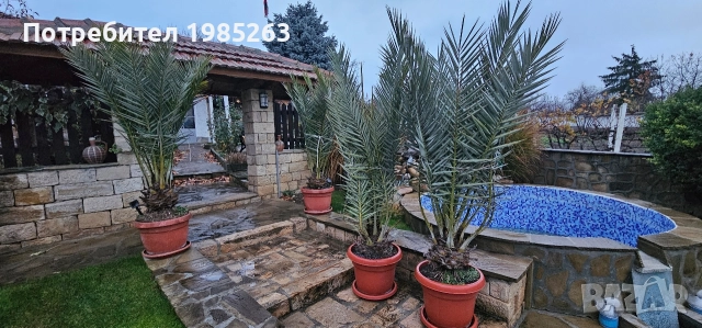 канарска финикова палма, снимка 5 - Стайни растения - 52585081