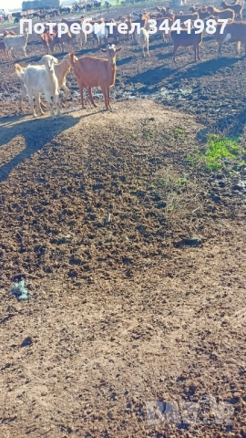 Стадо с женски ,мъжки кози и ярета , снимка 6 - Кози - 52749671