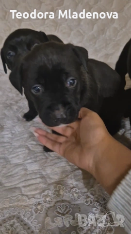 Продавам питбулчета , снимка 7 - Други животни - 53249402