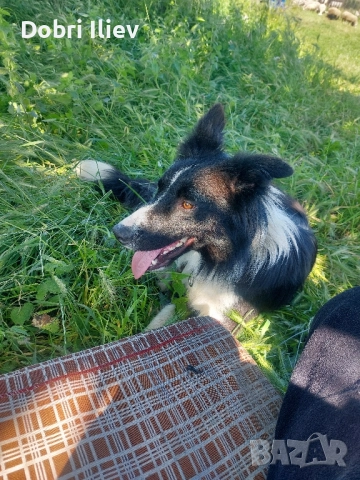 Продавам работещи Бордан Колита , снимка 2 - Бордър коли - 52231608