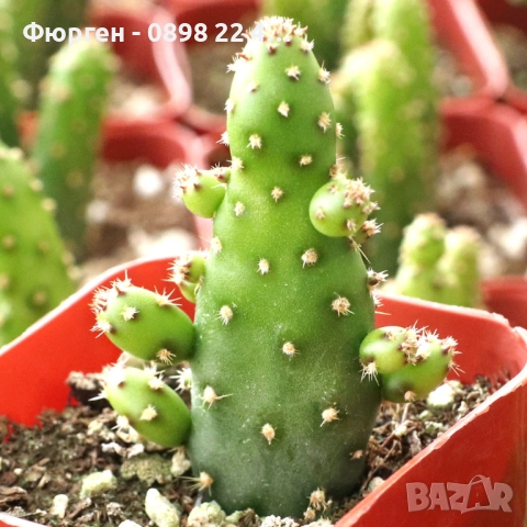 Опунция – Opuntia monacantha ‘Monstruosa’, снимка 4 - Разсади - 52922799
