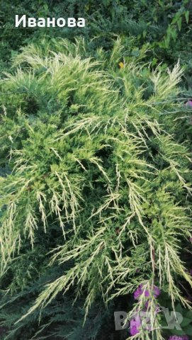 Юниперус медиа Фитцериана Ауреа, снимка 2 - Градински цветя и растения - 33141210