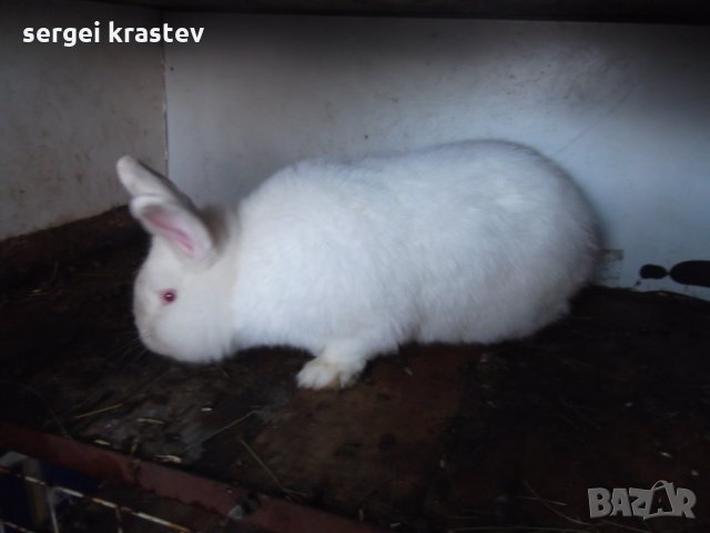 зайци в Други животни в гр. София - ID27376415 | Bazar.bg