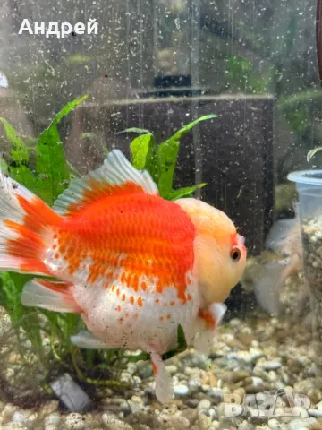 Оранди златна рибка, снимка 2 - Рибки - 50095938