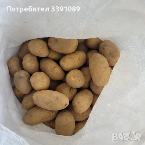 картофи , снимка 1 - Други - 47546529