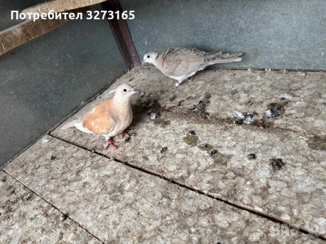 Гугутки/скумрийки , снимка 3 - Гълъби - 51870010