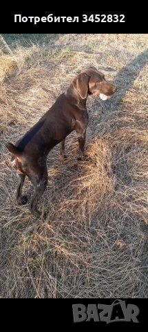 Кучета за трюфели!, снимка 2 - Курцхаар - 51258553