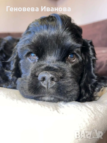 Американски кокер шпаньол, снимка 2 - Шпаньоли - 53004653