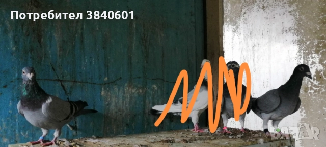 Сиво-лентова женска