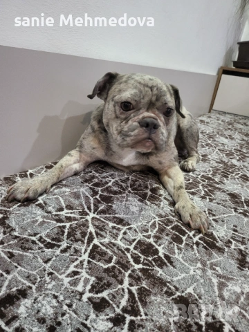 Френски булдог на 2год, снимка 7 - Френски булдог - 53342939