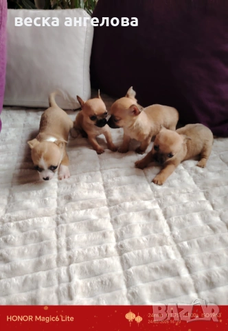 Чаровни мини чихуахуа 