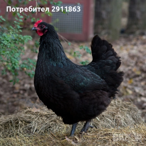 Снасящи кокошки Астралорп на седем месеца обл.Хасково и Кърджали 