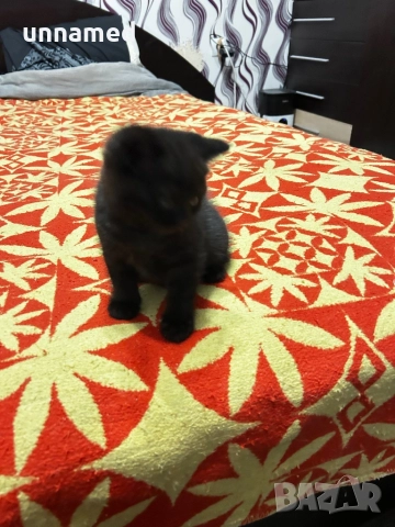 Британска късокосместа, снимка 11 - Британска късокосместа - 52310510