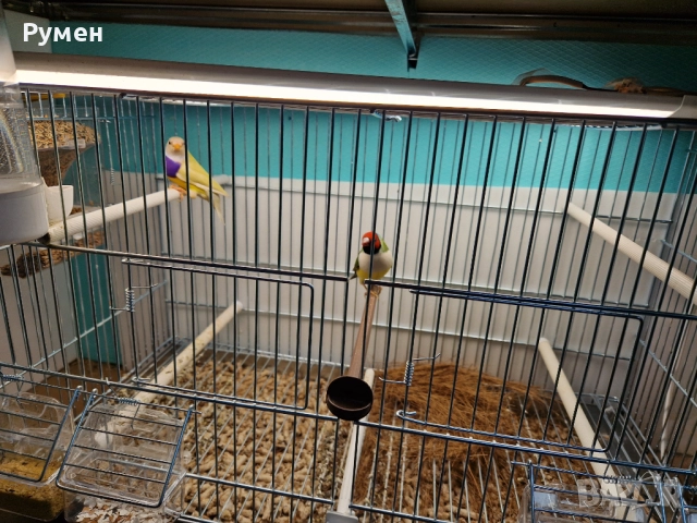 Гулдови амадини чифтове