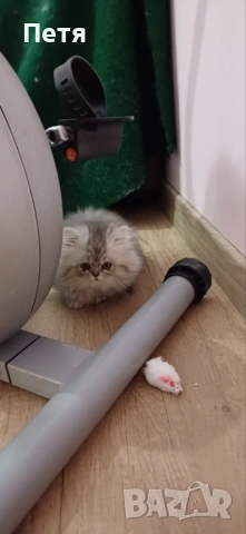 Персийско котенце, снимка 5 - Персийска - 46129032