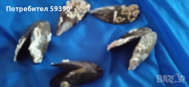 Мидени черупки от Италия 