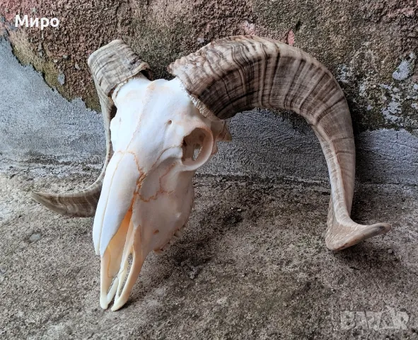 Череп от овен,коч.Рога., снимка 3 - Други стоки за дома - 50265894