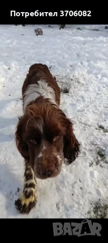 Шпрингера се продава на година и половина има интерес към гъбата копае и апортира мъжко , снимка 5 - Кокер шпаньол - 53390436