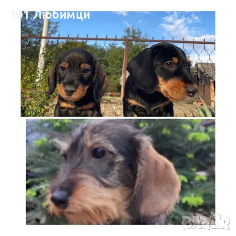 Твърдокосмести Дакели