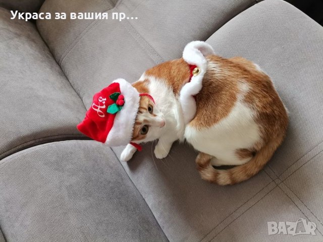 🎅🎅🎅
Коледен комплект за домашен любимец с име по поръчка
🎅🎅🎅, снимка 4 - Коледни подаръци - 43225199