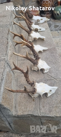 Трофеи от съръндак , снимка 7 - Декорация за дома - 51708247
