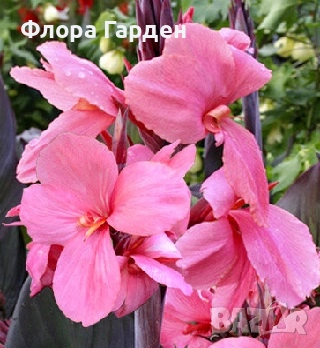 КАННА, КАЛА - Грудки/ ПРЕДВАРИТЕЛНИ поръчки