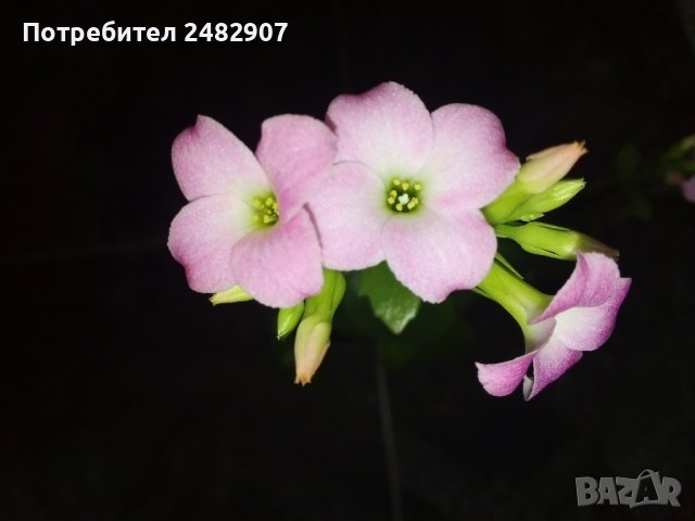 Каланхое - бледо розово, снимка 1 - Стайни растения - 43570683