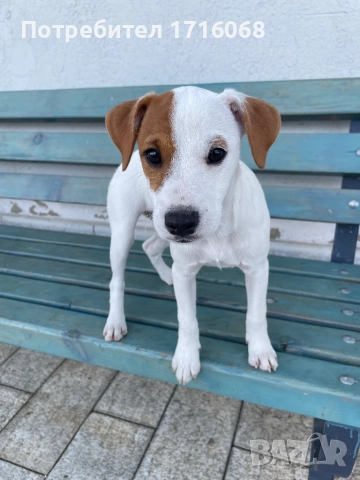 Джак Ръсел/Парсън Териер, снимка 1