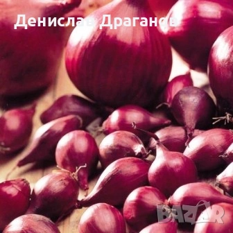 Холандски арпаджик, снимка 3 - Сортови семена и луковици - 53466135