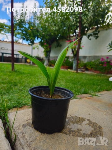 Студоустойчиви палми, снимка 4 - Градински цветя и растения - 51567070